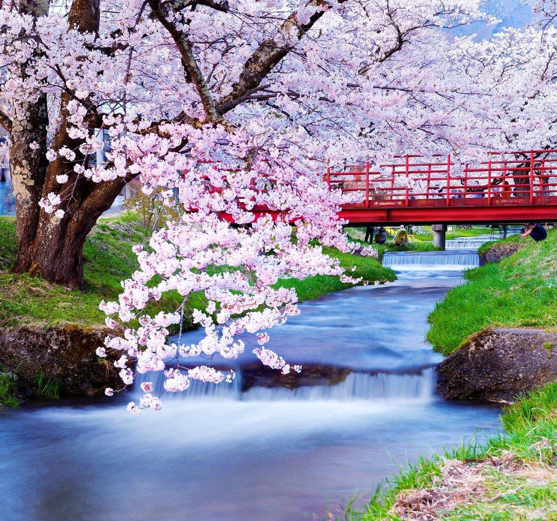 福島・観音寺川の桜並木2026！満開時期・ライトアップと混雑回避術
