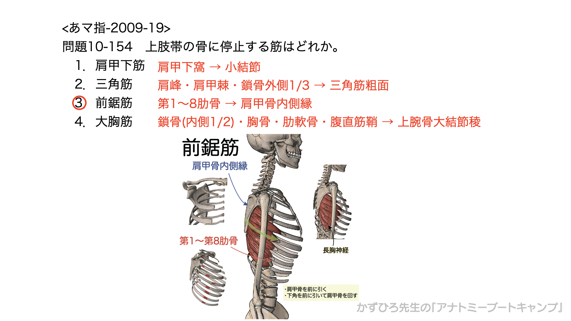 上肢帯とは？構成骨や下肢帯との違い・国家試験頻出の解剖学を徹底解説
