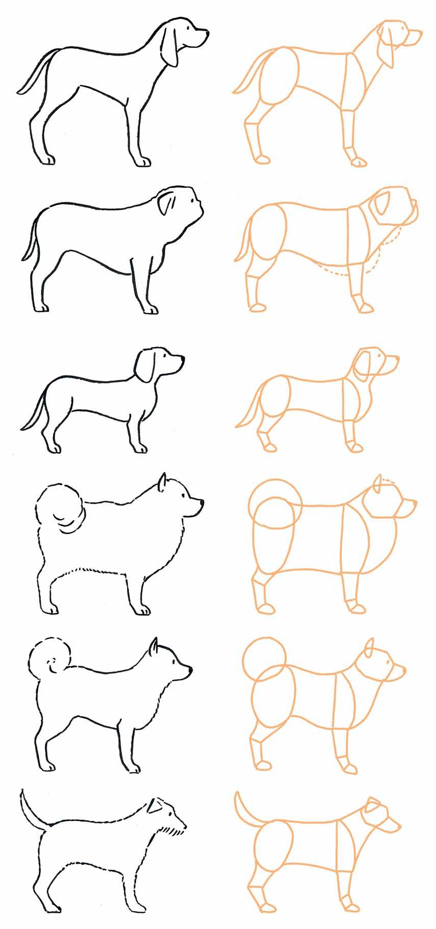 犬のイラストを簡単に描くコツ！初心者でも3分で劇的に変わるプロの裏技
