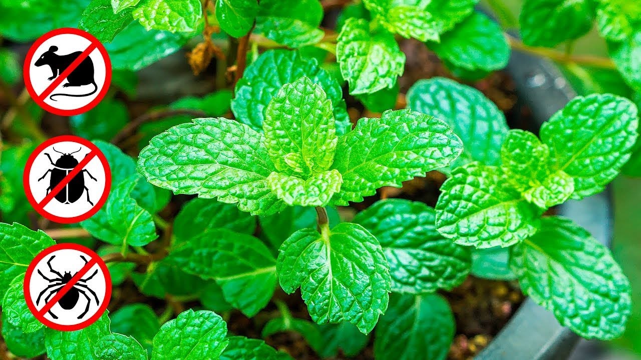 What Insects Hate Peppermint