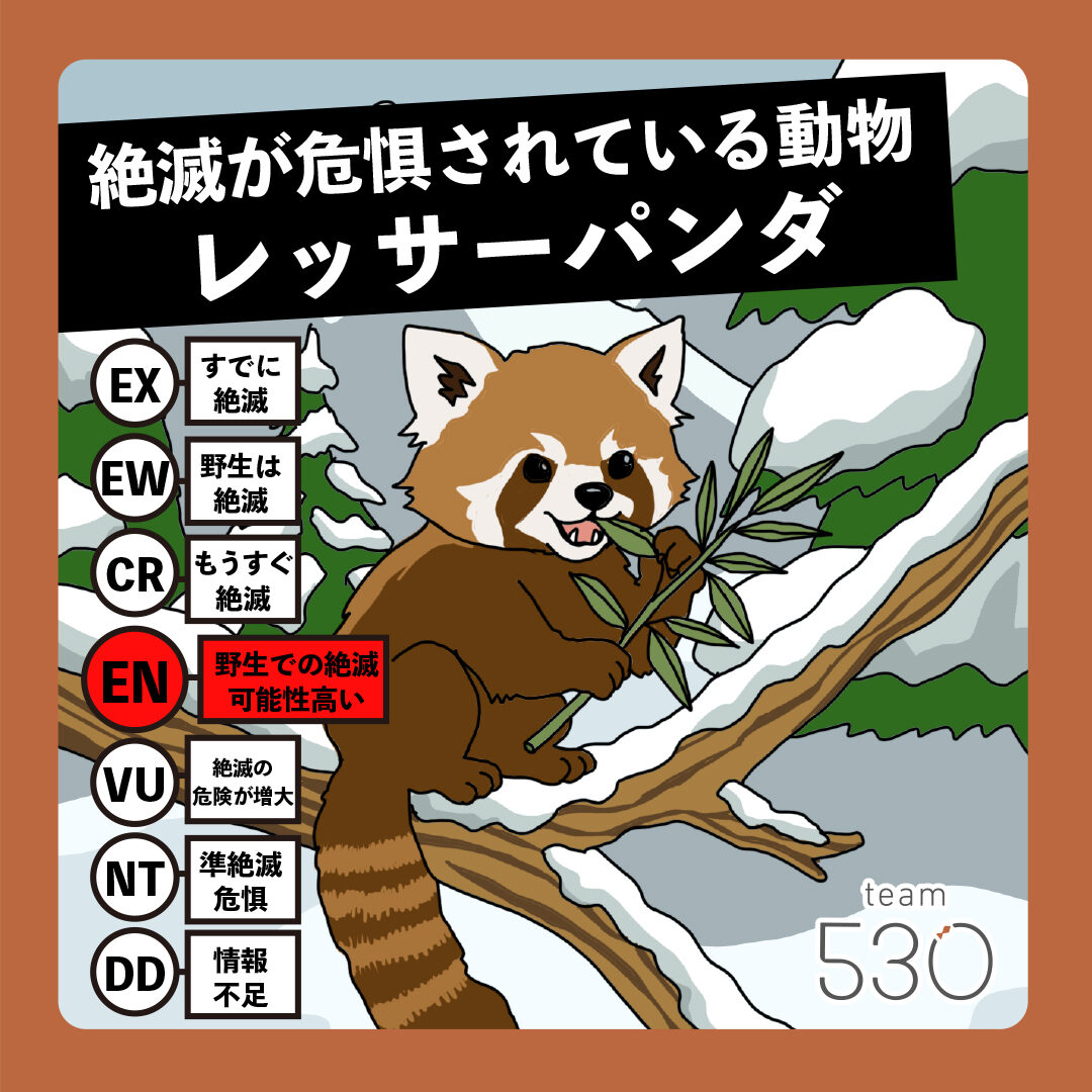 レッサーパンダが絶滅危惧種になった決定的な理由と生息数の真相