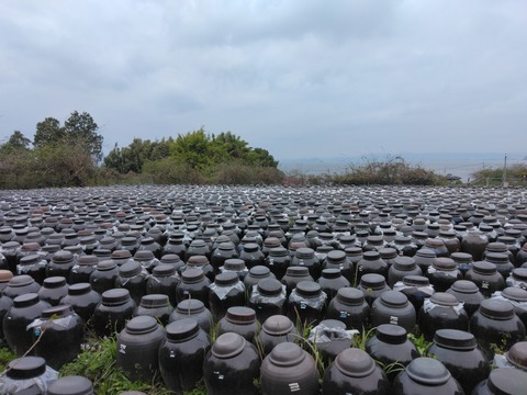 錦江湾を望む「黒酢の郷 桷志田」が仕掛ける、2026年最新の発酵ツーリズムと熟成の極み