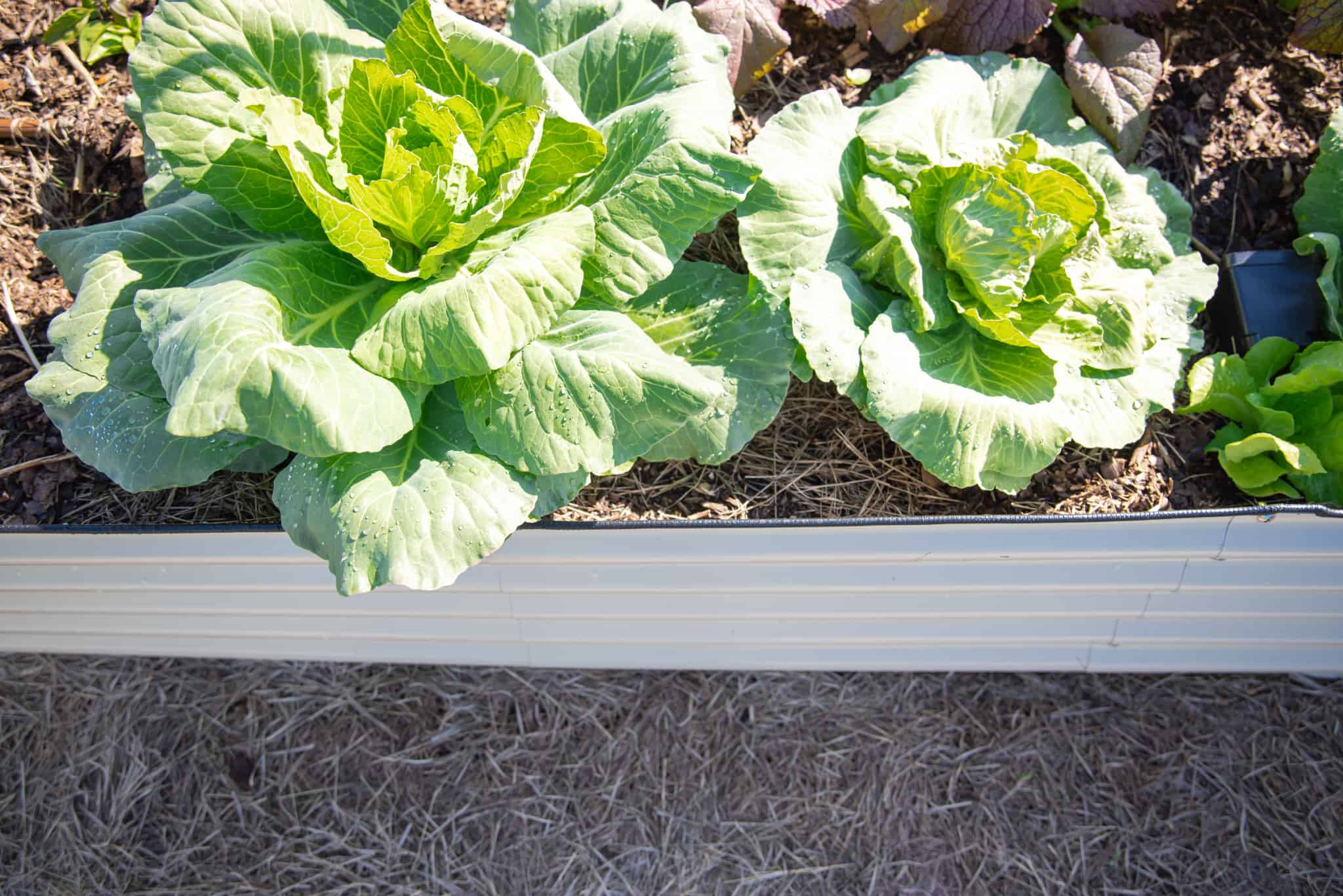 3月に植える野菜で収穫量が激変！プロ直伝の失敗しない春菜園の鉄則