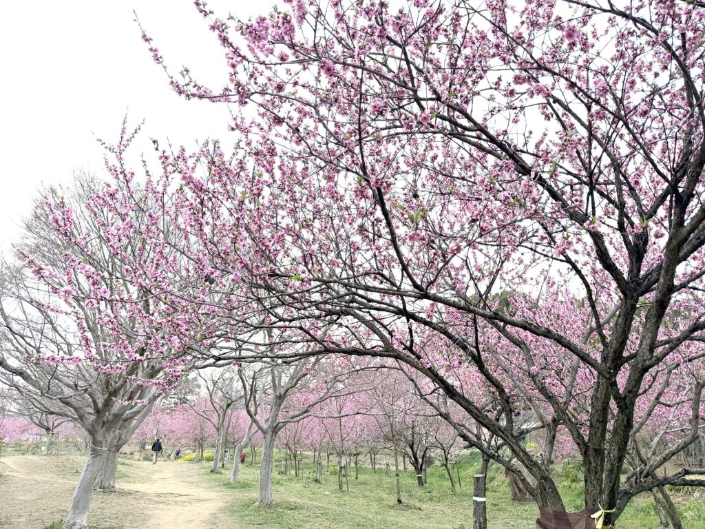 【2026最新】古河桃まつりの開花状況に異変？見頃ピークと混雑回避を徹底解説