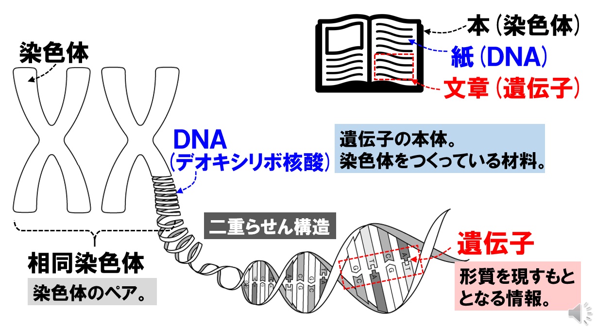 染色体とDnaの決定的な違いとは？遺伝子やゲノムの謎を徹底図解