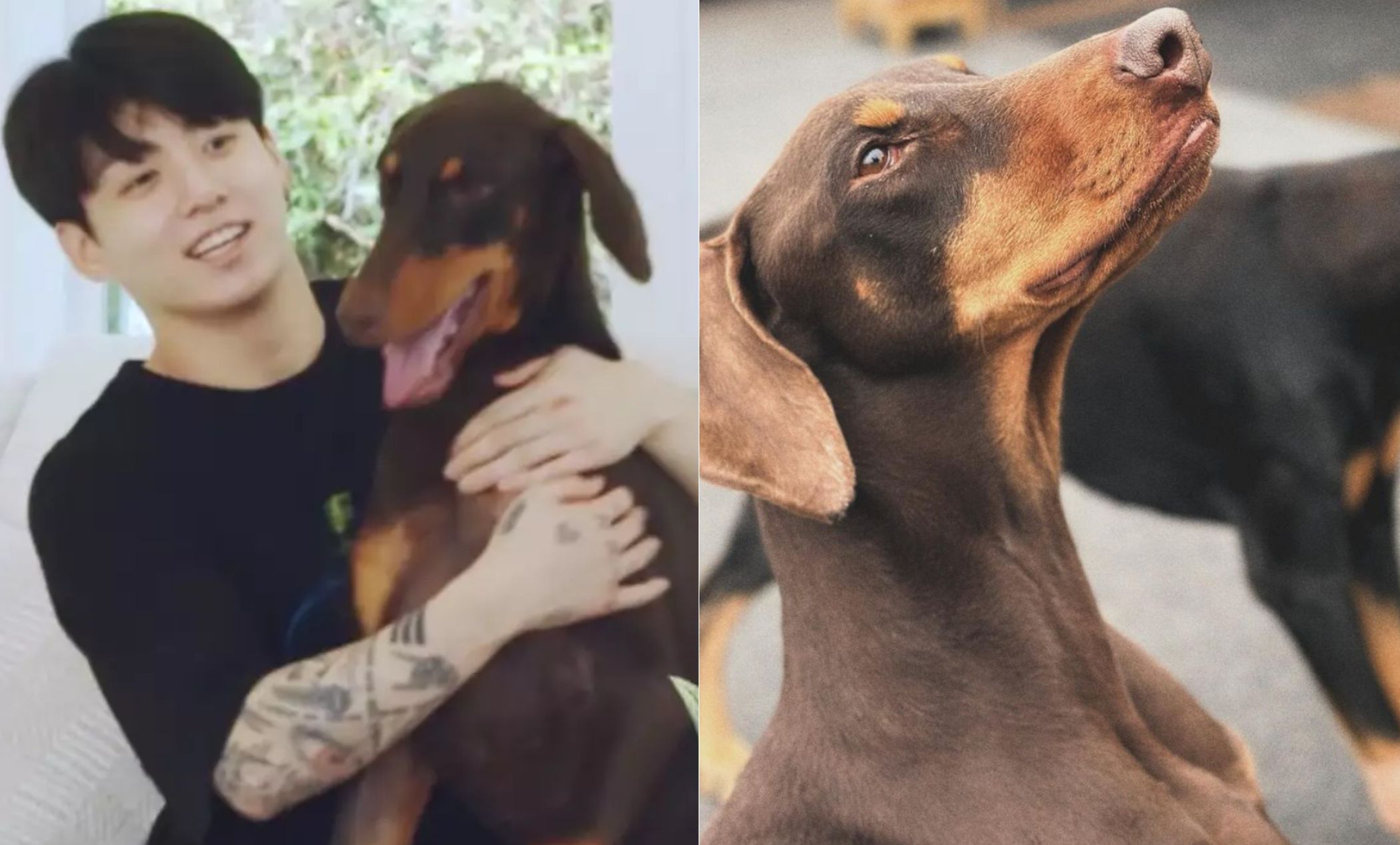 What Happened to Bam Jk Dog