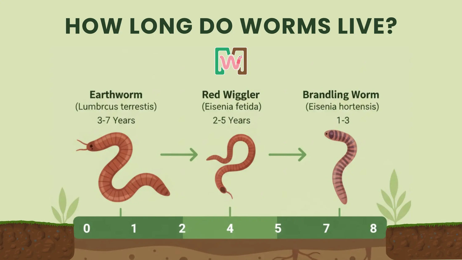 How Long Can a Worm Live