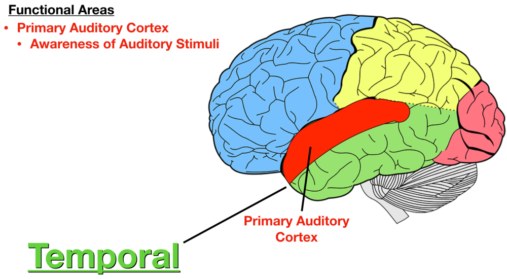 Where Is Auditory Cortex Located