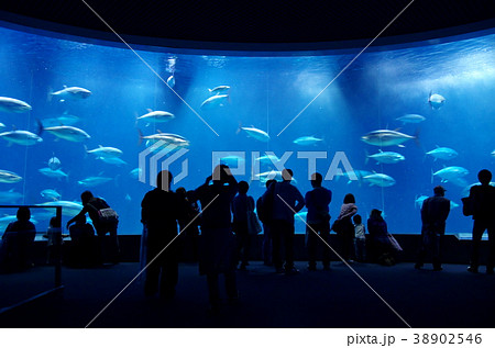 聖地・葛西臨海水族園のマグロが今、再び世界を驚かせる理由――2026年最新レポートと新館への継承