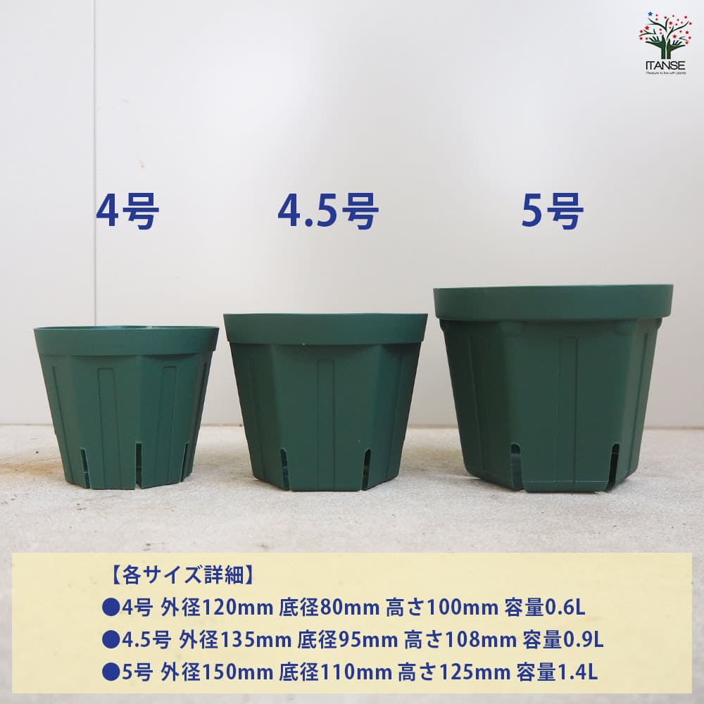 5号鉢のサイズは何Cm？土が入らない失敗の真相と枯らさない植え替え術