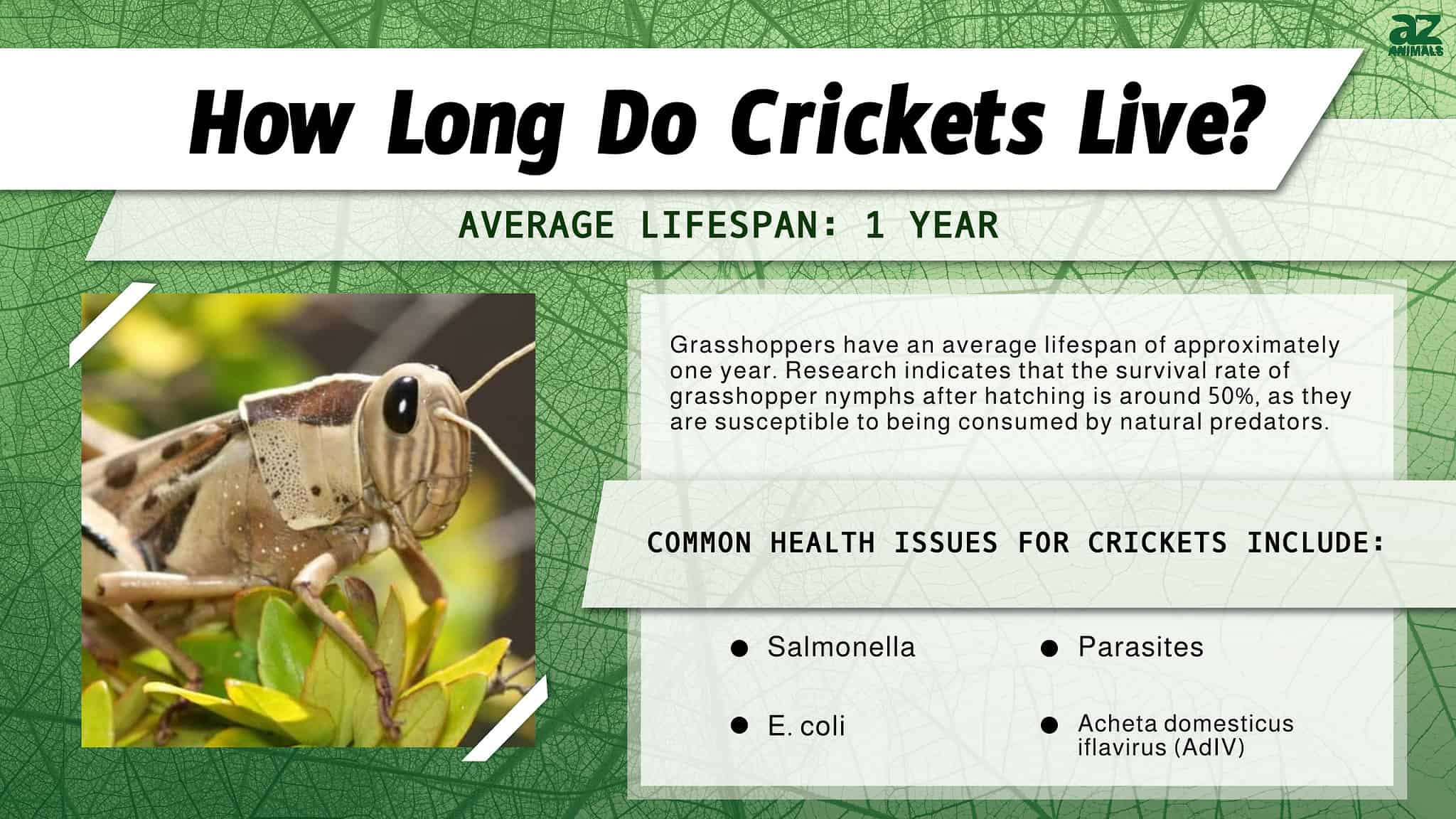 What Is the Life Expectancy of a Grasshopper