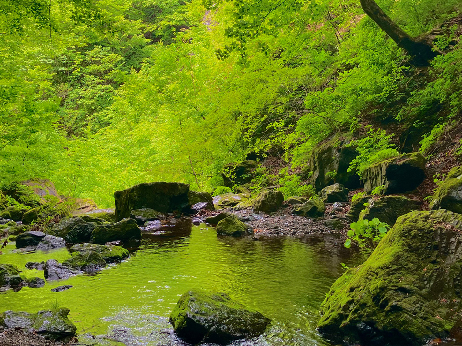 苔の山が登山者を魅了する理由とは？絶景名山と採取ルール徹底解説