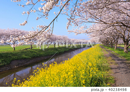 【噂】 草場 川 の 桜 並木 インスタライブ最新動画 #971