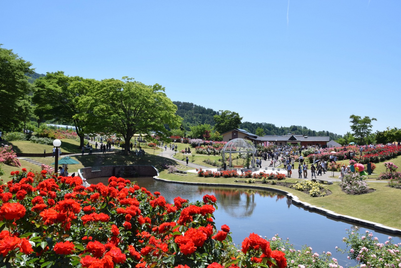 【2026】東沢バラ公園の見頃と開花状況！ばらまつり完全攻略ガイド