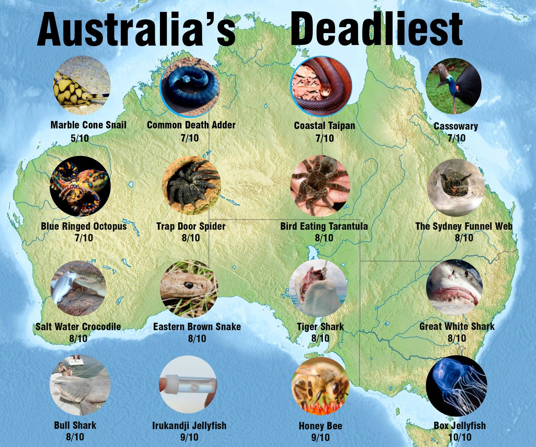 Why Are There So Many Dangerous Animals in Australia