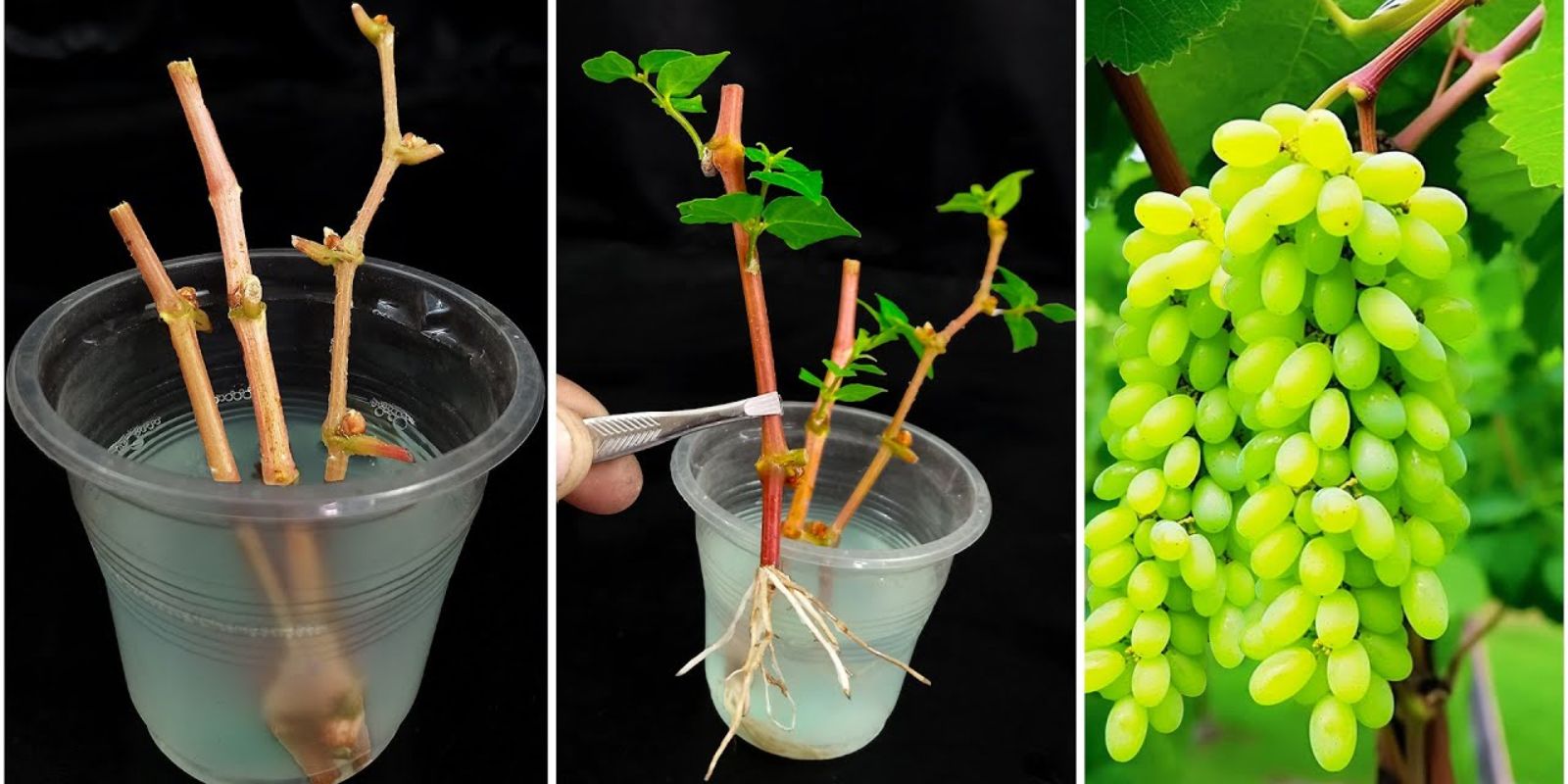 Grape Propagation from Cuttings
