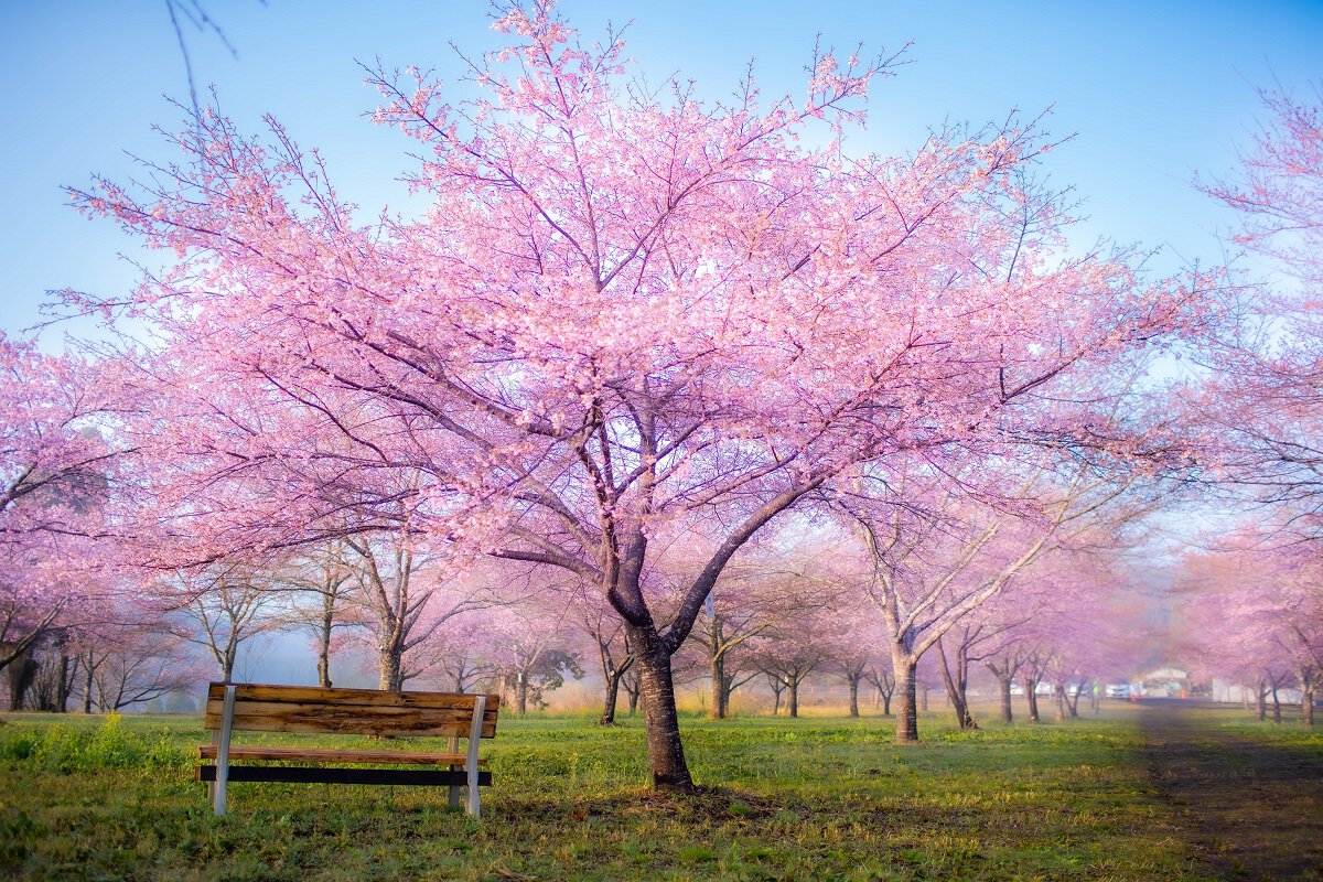 【2026年最新】大分の桜名所決定版！岡城跡から一心寺まで徹底解説