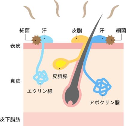 汗をかく季節の悪夢に終止符？アトピーの痒みを引き起こす「皮膚のカビ」の正体と2026年最新の対策法