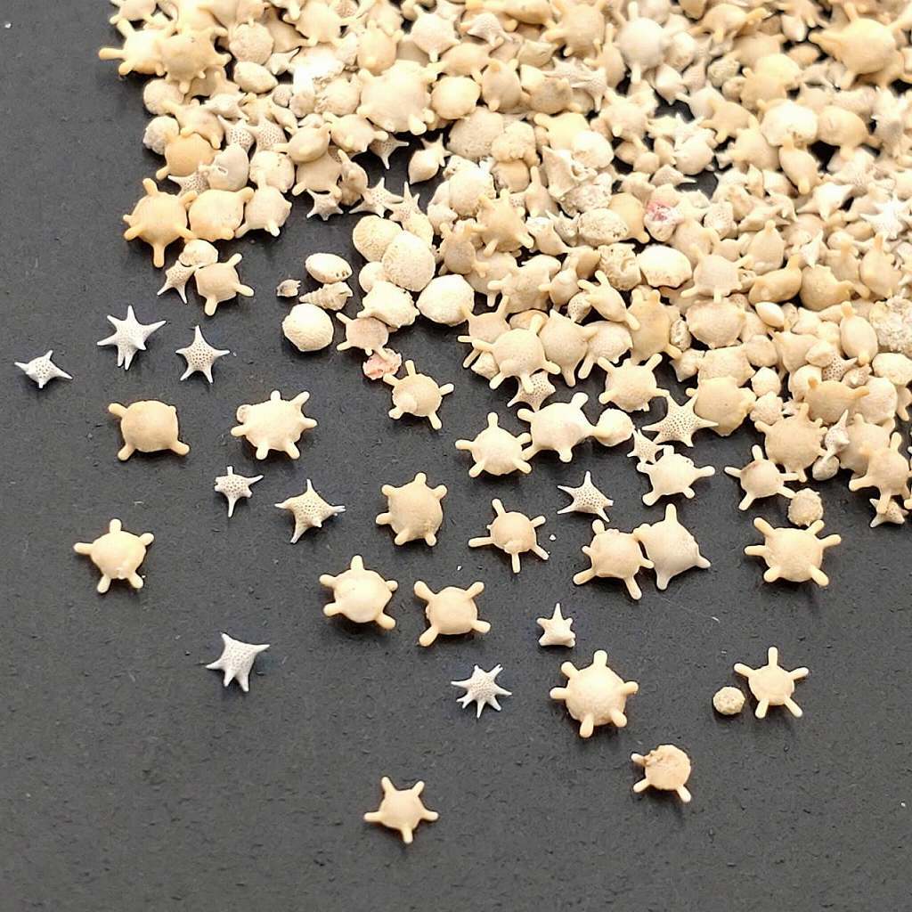 星の砂の正体とは？生き物の殻が織りなす神秘と2026年最新ルールを解明