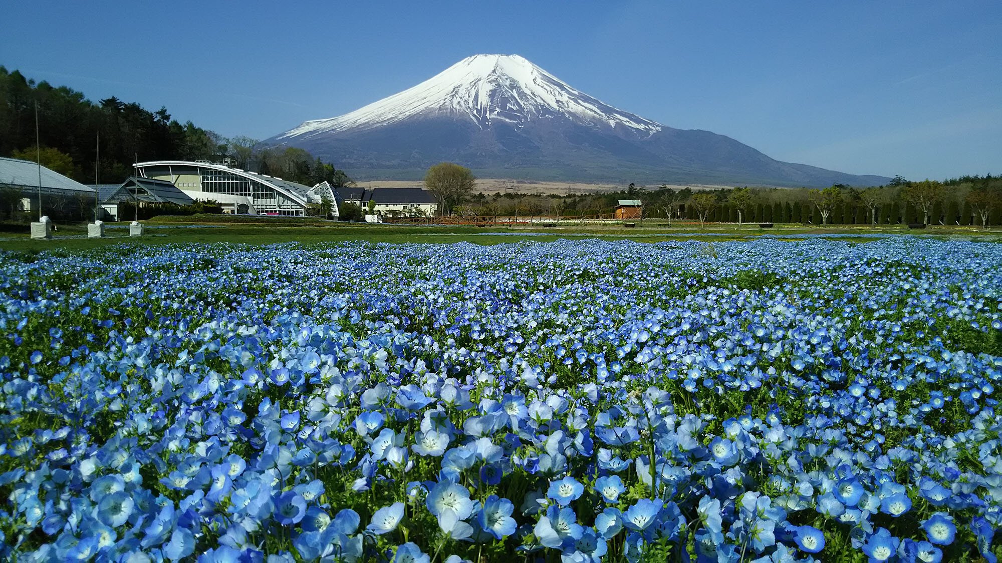 富士山と咲き誇る花束の共演！2026年、山中湖「花の都公園」が切り開く感動の絶景新時代