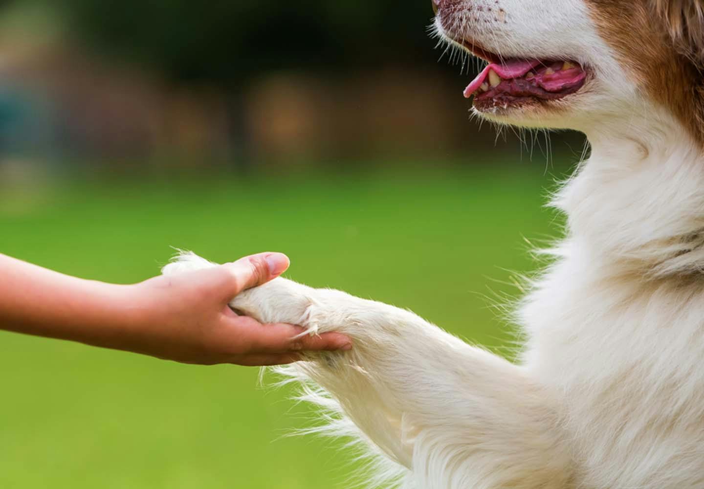 犬のお手は単なる芸じゃない！愛犬の心理とプロ直伝のしつけ術