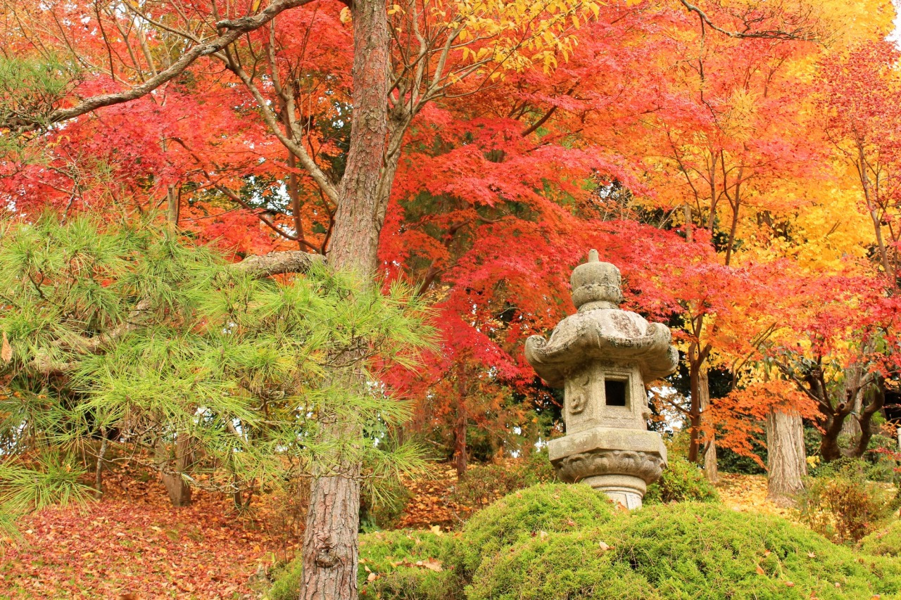 千葉の紅葉はなぜ12月が絶景？2026年最新見頃と穴場・混雑回避術