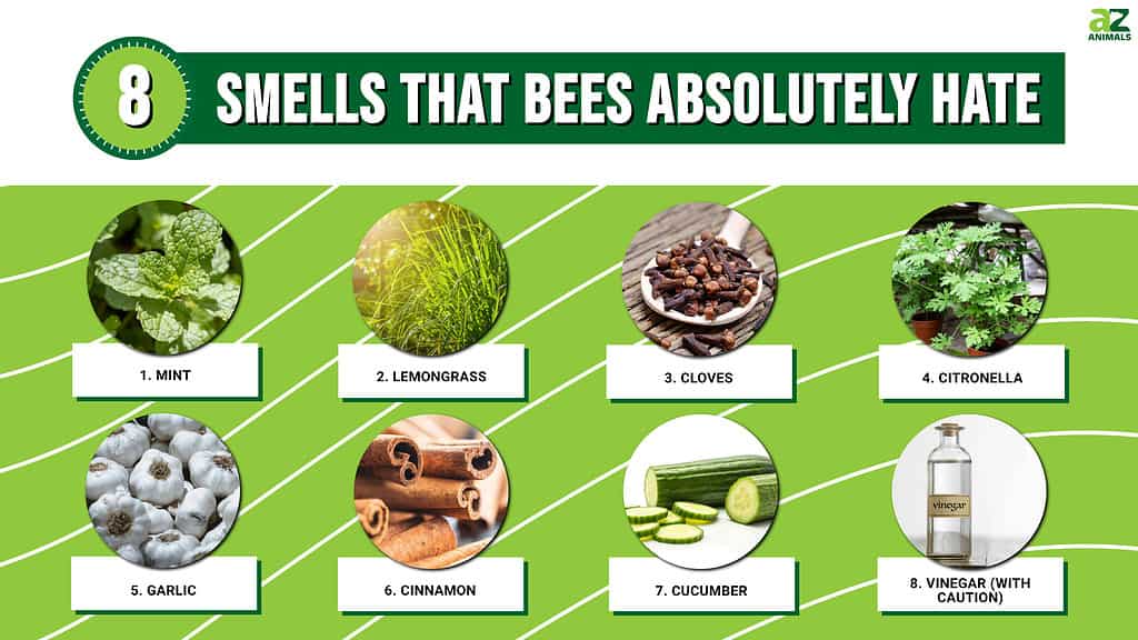 Smells That Repel Bees