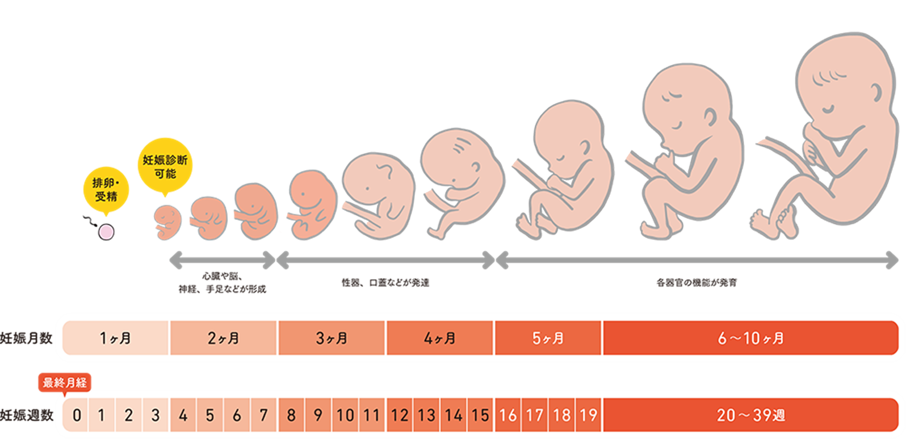 赤ちゃんは妊娠何週で生まれる？予定日通りの確率と正期産の真実