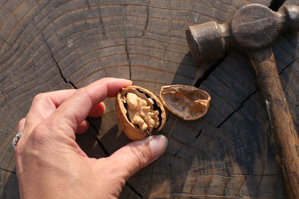 How to Break Walnut