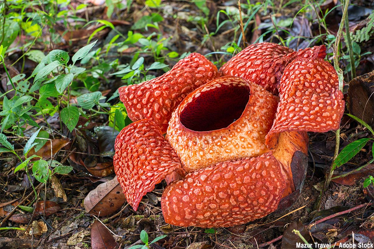 世界最大の花の真相！死体花が放つ異臭の理由と2026年開花速報