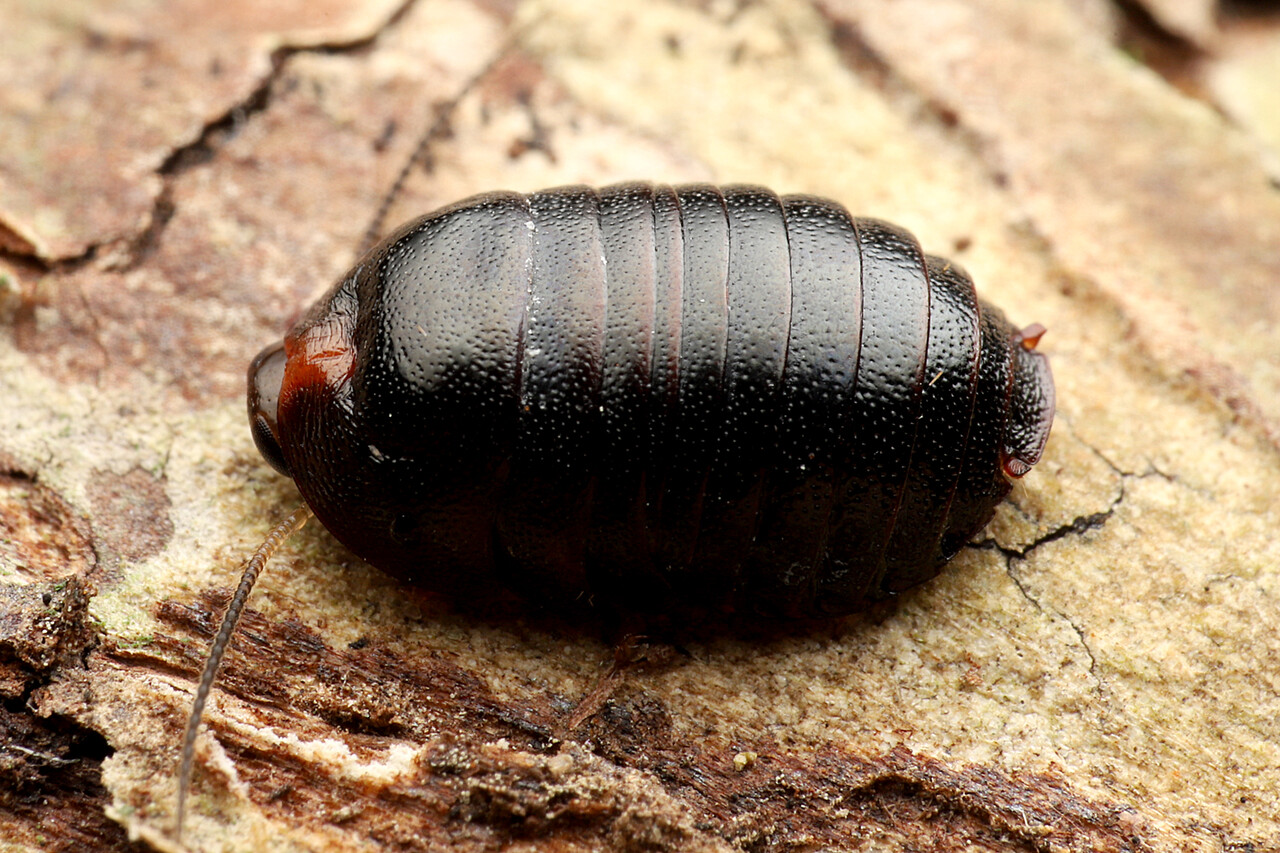 沖縄のゴキブリが巨大で飛ぶ真相と2026年最新の対策完全ガイド