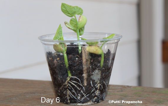 Planting Seeds in a Cup