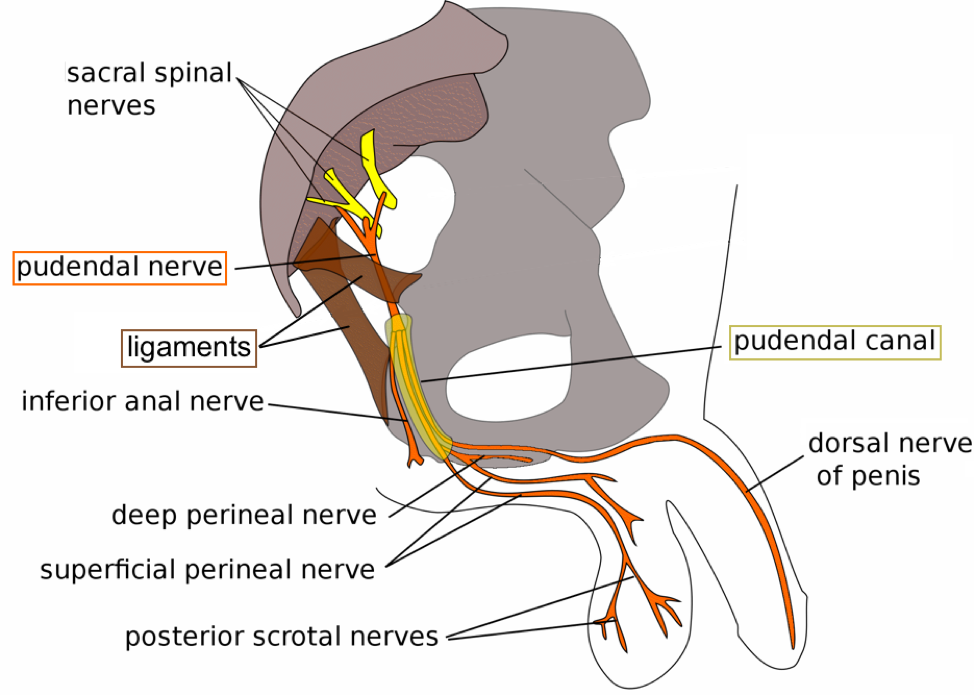 What Is Pudendal Neuralgia