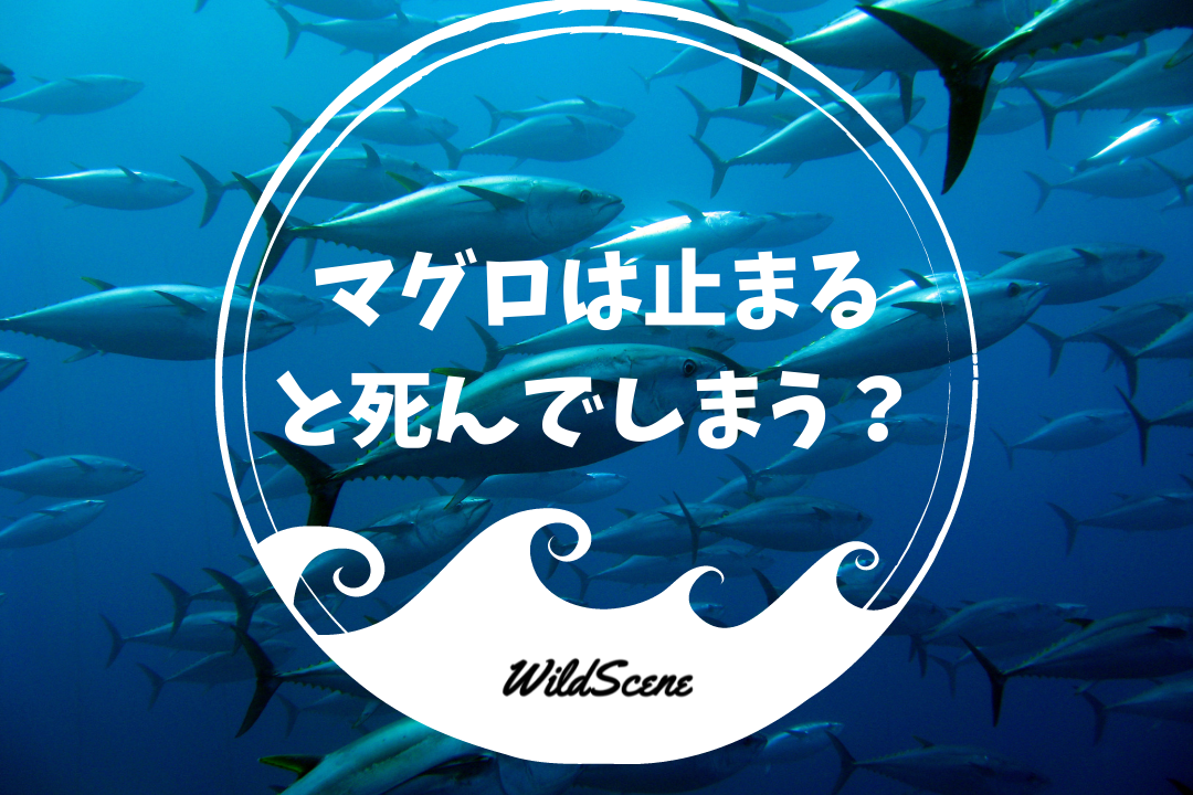 マグロは止まると死ぬ噂の真実！最新生物学が明かす睡眠と呼吸の謎