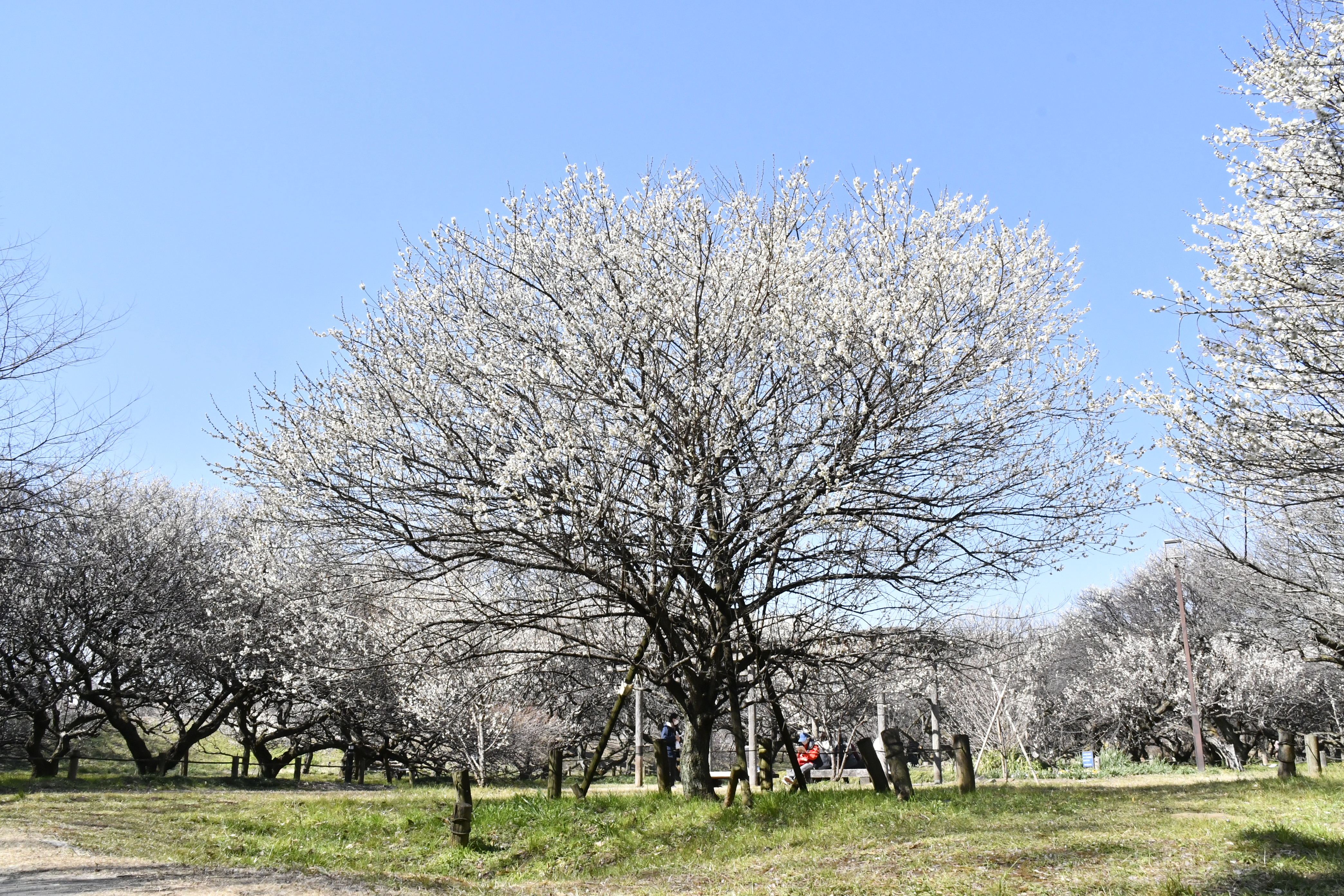 越谷梅林公園2026見頃と梅まつり完全ガイド！開花や駐車場を徹底検証