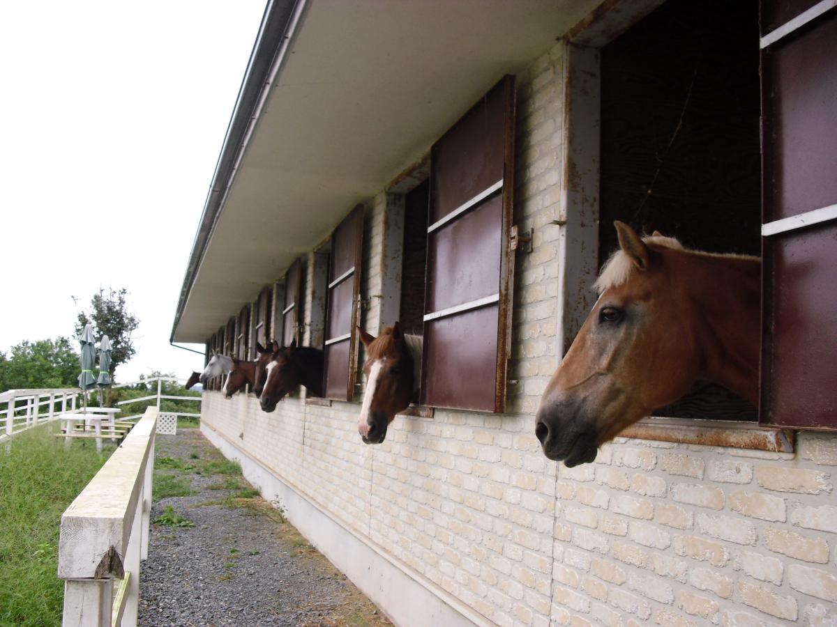 岡山の乗馬クラブ選びで失敗しない条件！費用と評判の裏側を徹底調査