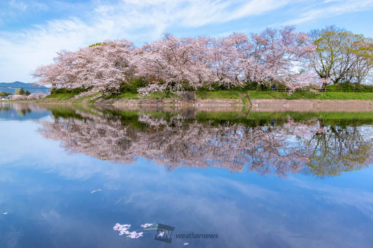 立岡自然公園の2026年桜見頃と混雑回避法！ライトアップや駐車場も徹底解説