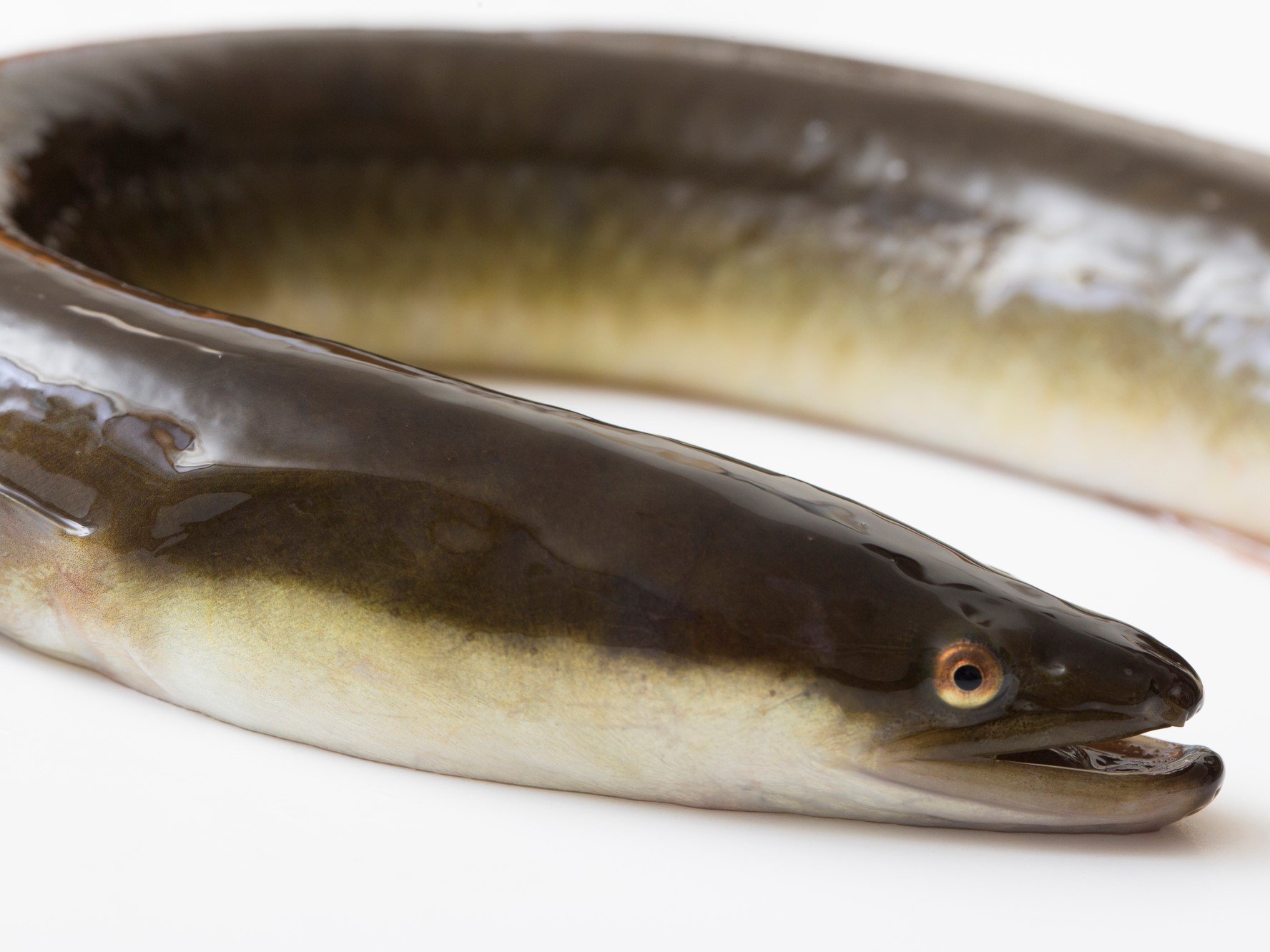 うなぎと梅干しの食べ合わせは嘘？合食禁の真相と医学的根拠
