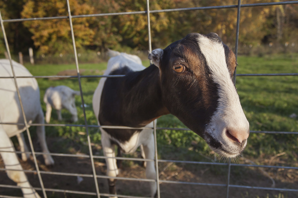 Why Do Some Goats Not Have Ears