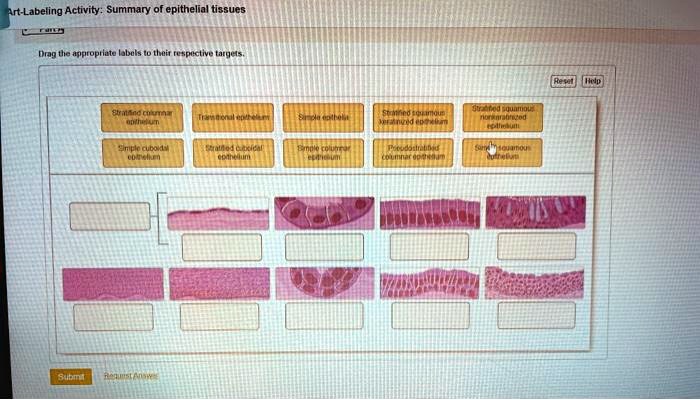 Art Labeling Activity Structural Features of Epithelium