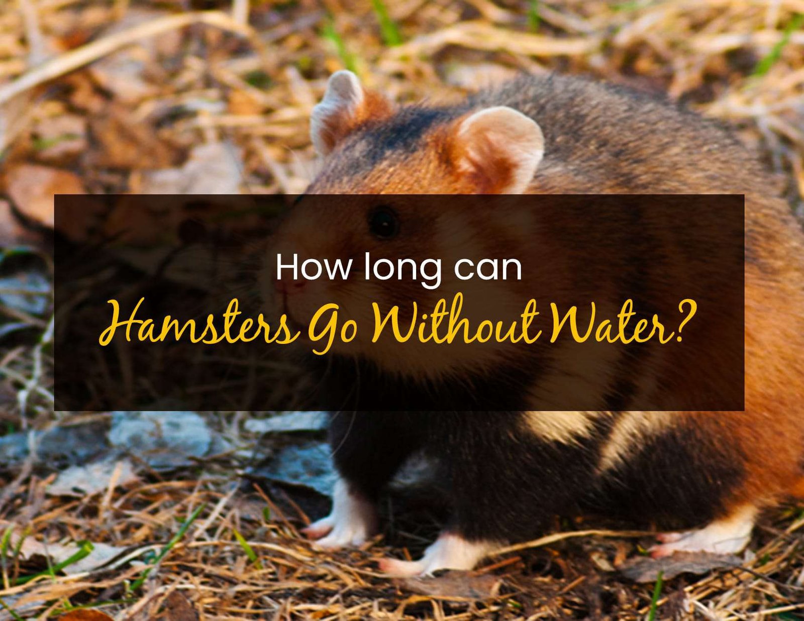 How Long Can Hamsters Go Without Water