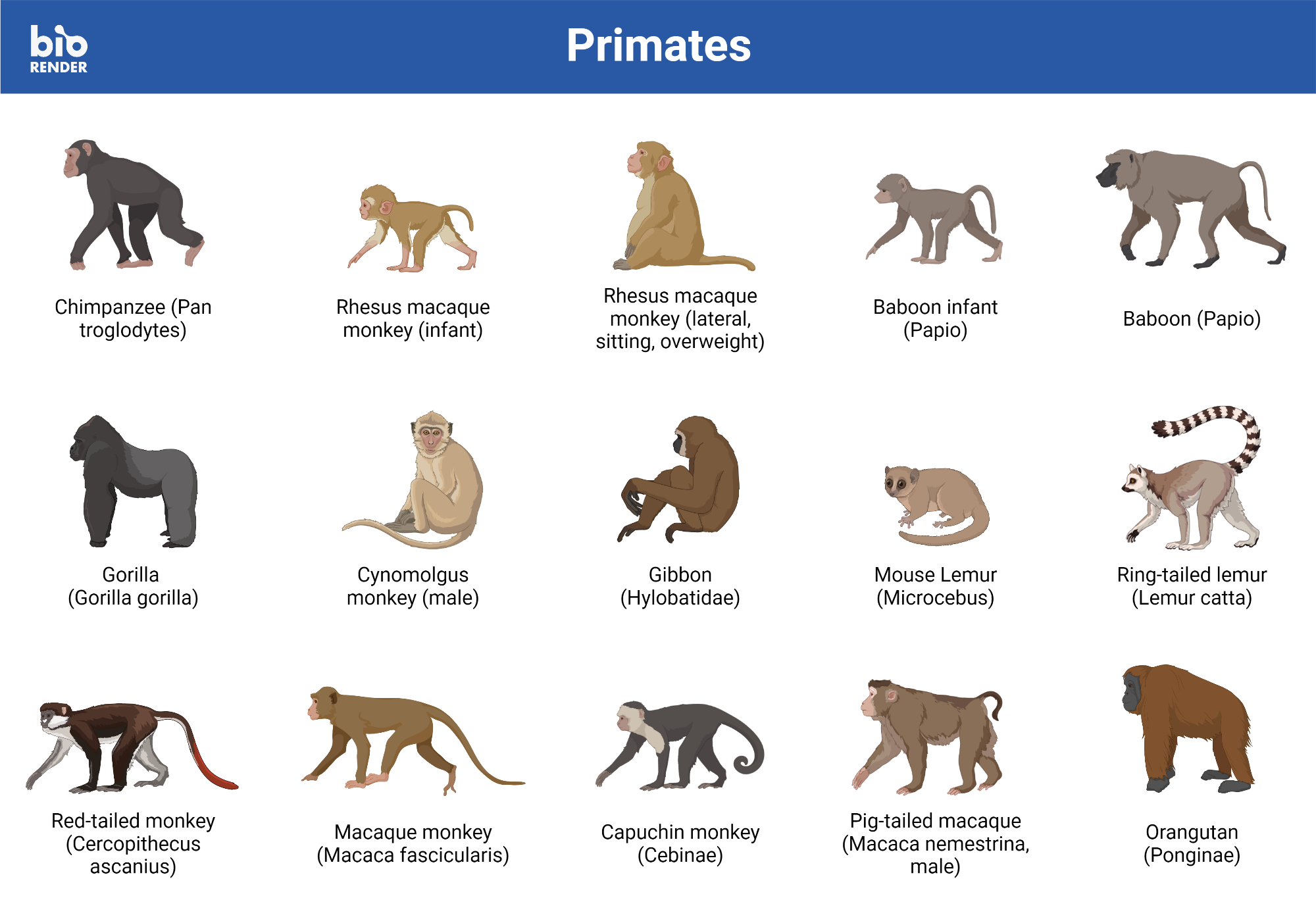 What Are the Different Breeds of Monkeys