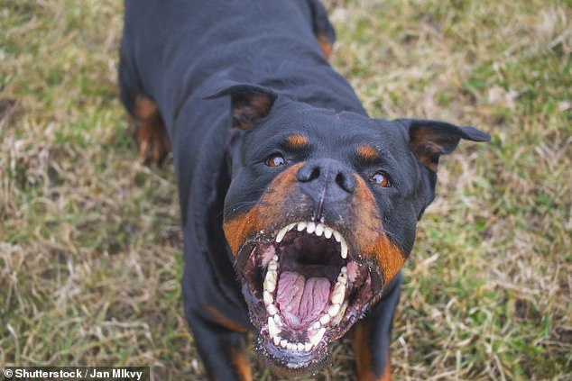 Police Seized Two Rottweiler-Type Dogs After Two-Year-Old Girl Injured
