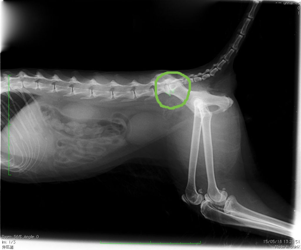 猫の馬尾症候群としっぽ麻痺の初期症状｜原因と最新治療・費用を徹底解説