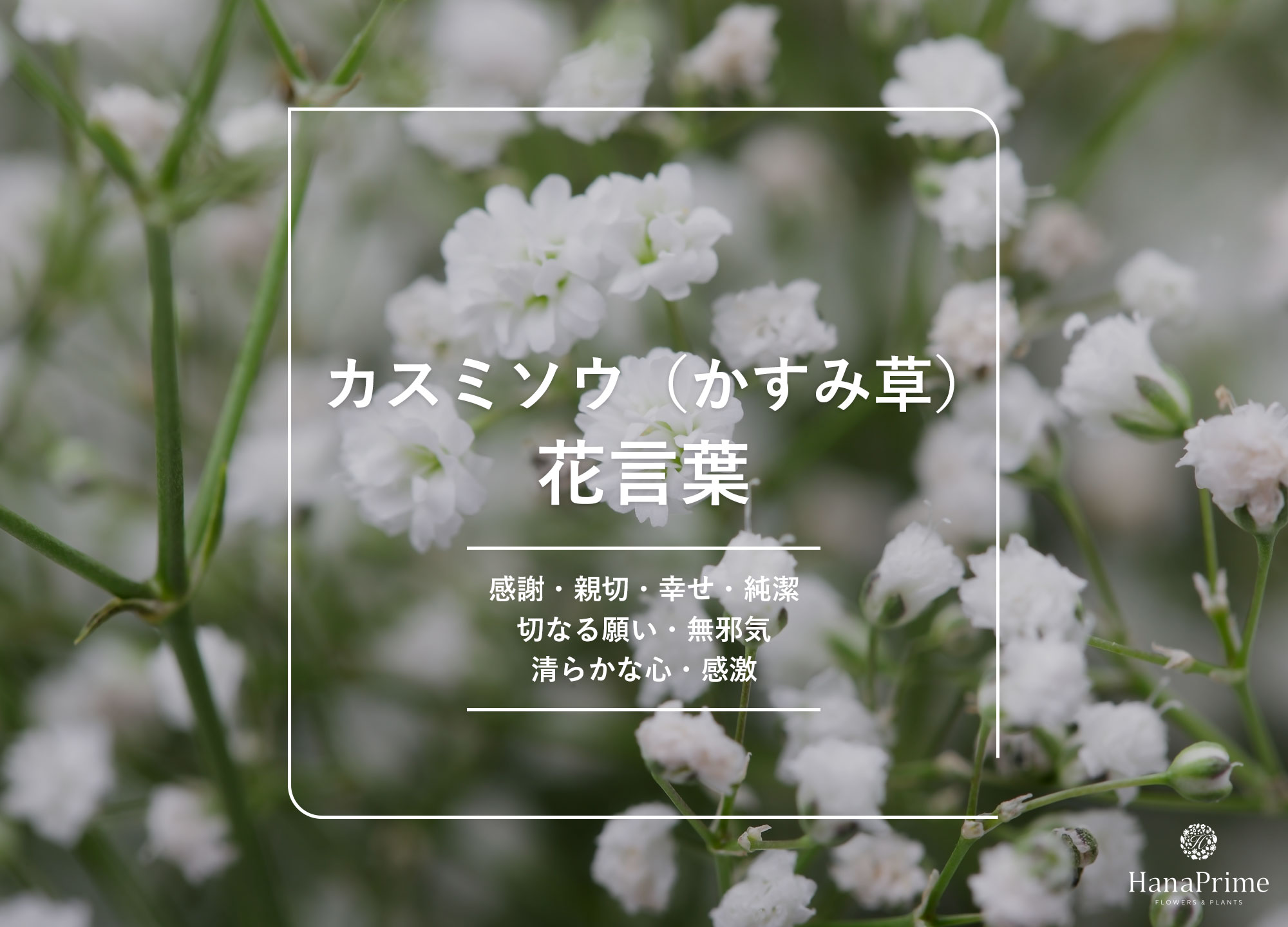 かすみ草の花言葉に怖い意味は？色別・本数の真相と贈る際の決定版ガイド