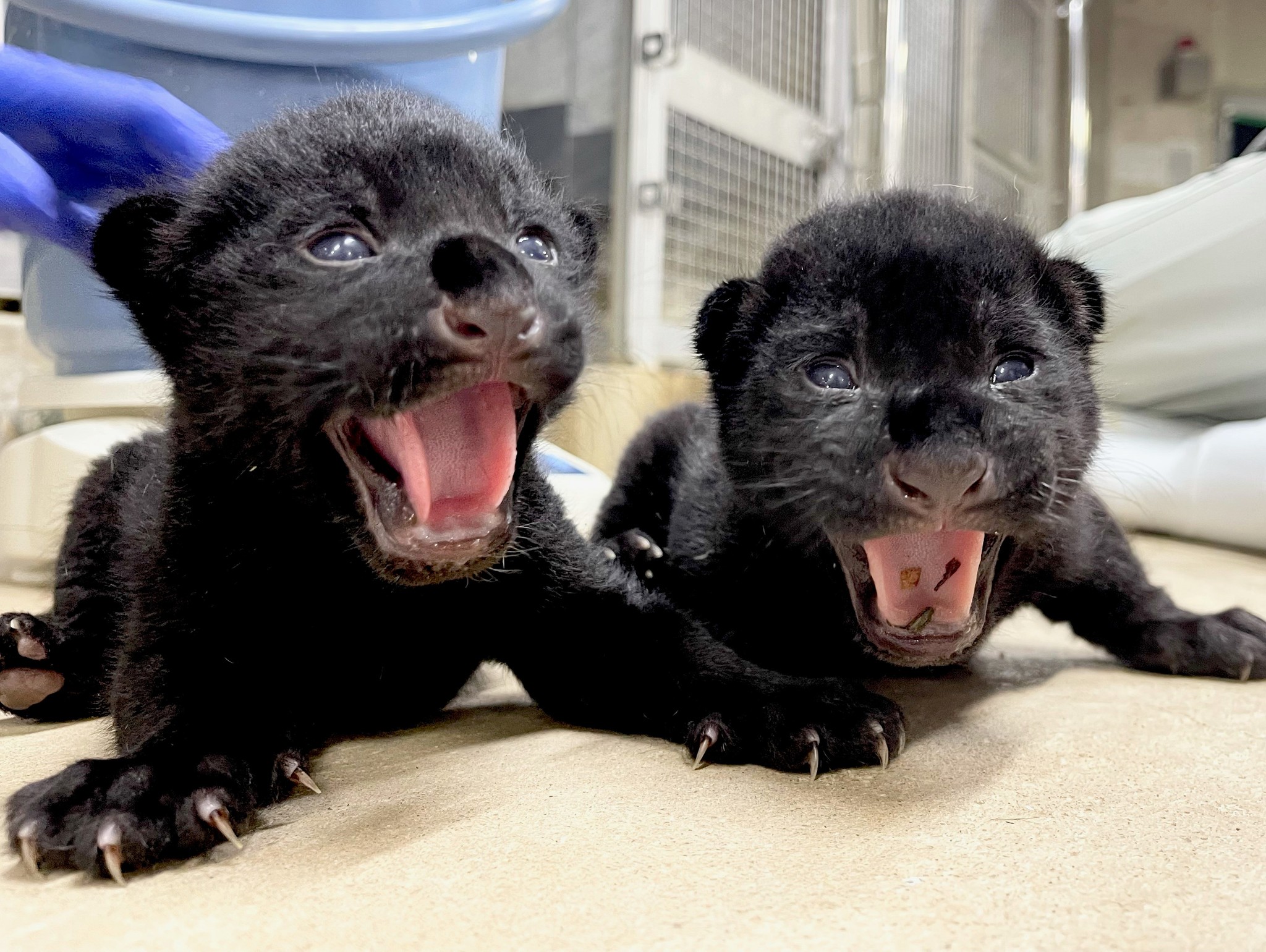 黒豹の赤ちゃんが話題沸騰！黒い理由や動物園・ペット飼育の真相