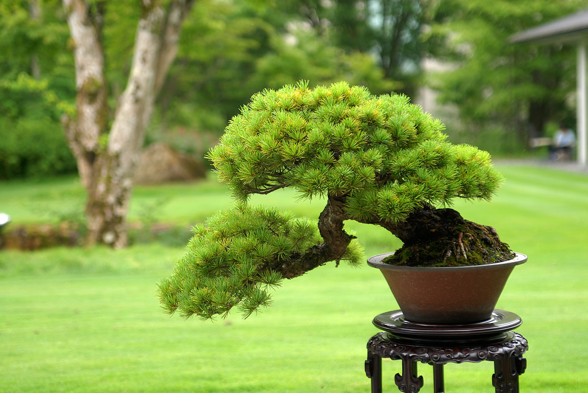 伝統と現代が交差する清香園の彩花盆栽、世界を魅了する緑の芸術