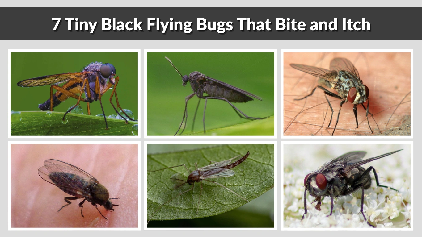 Small Black Flying Insect