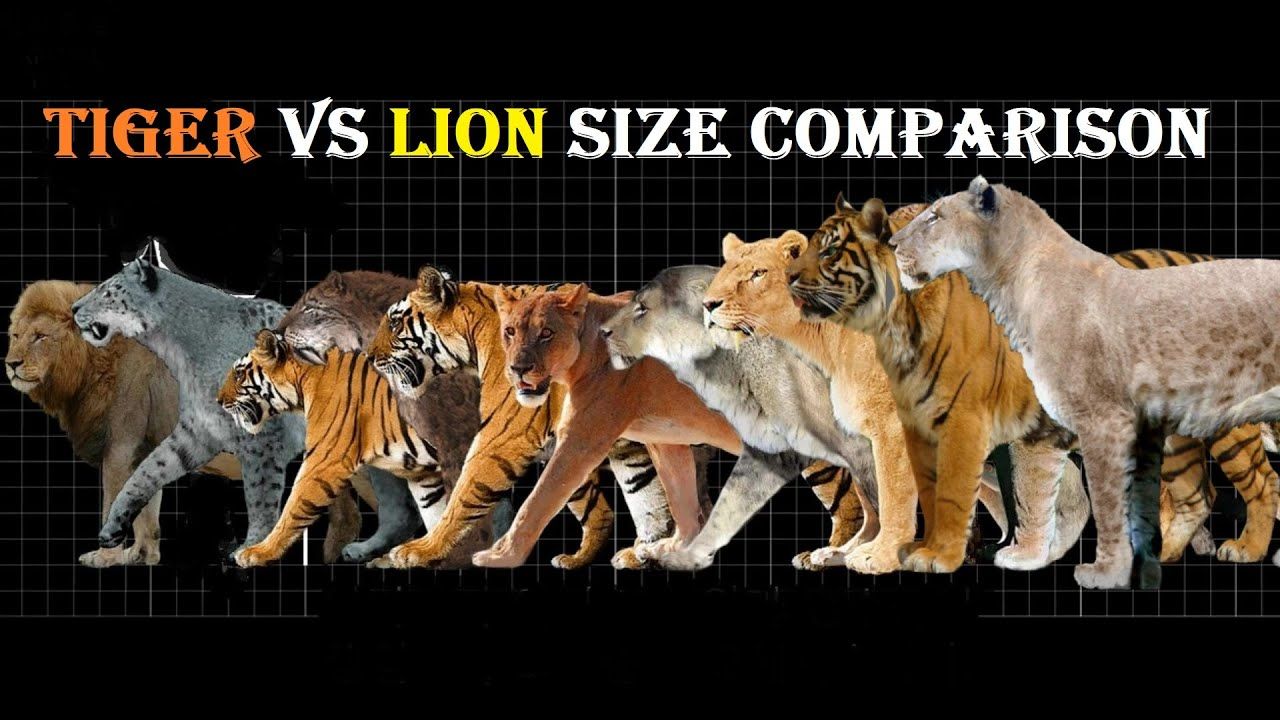 Lion or Tiger Which Is Bigger