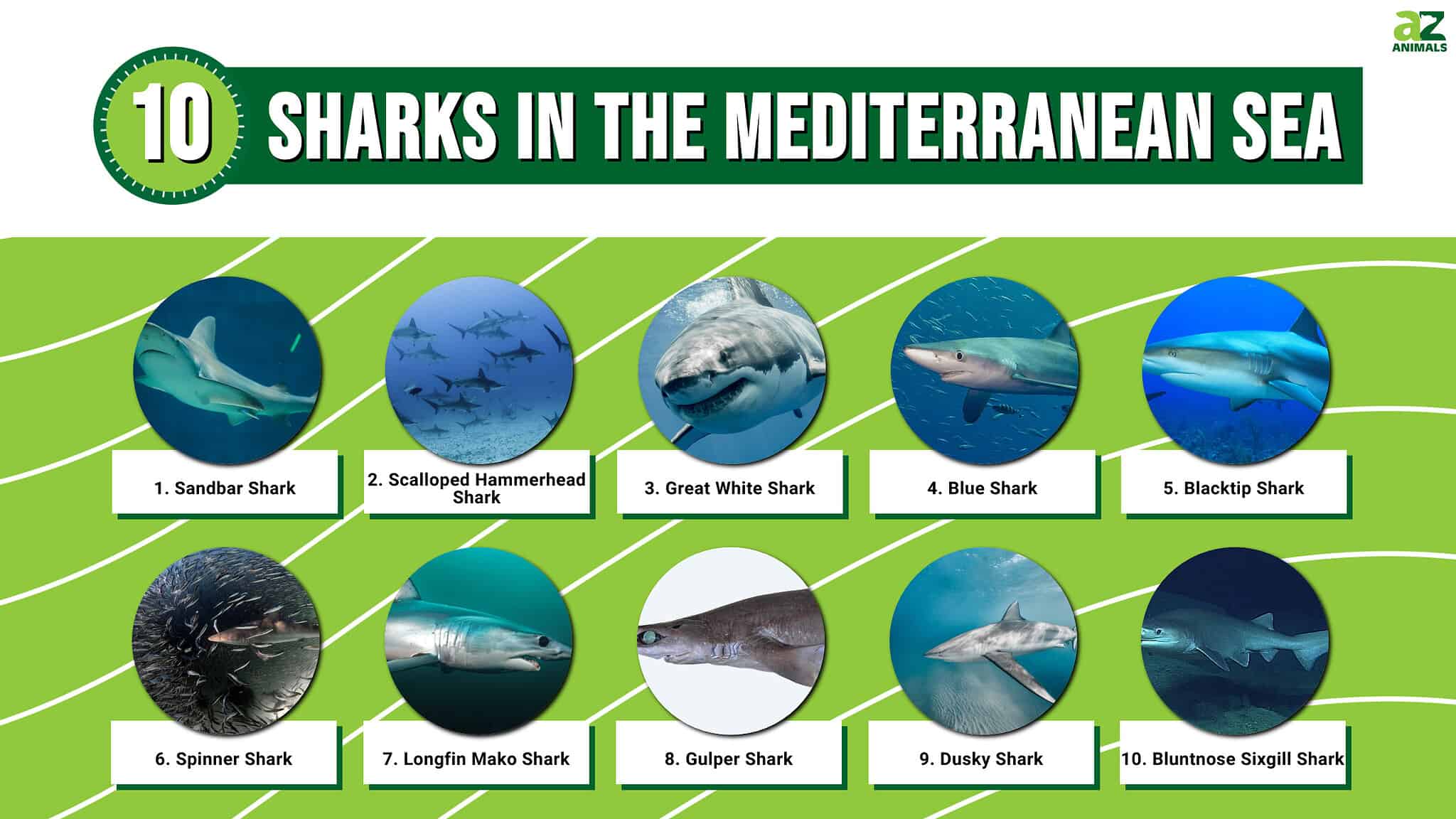 What Sharks Are in the Mediterranean